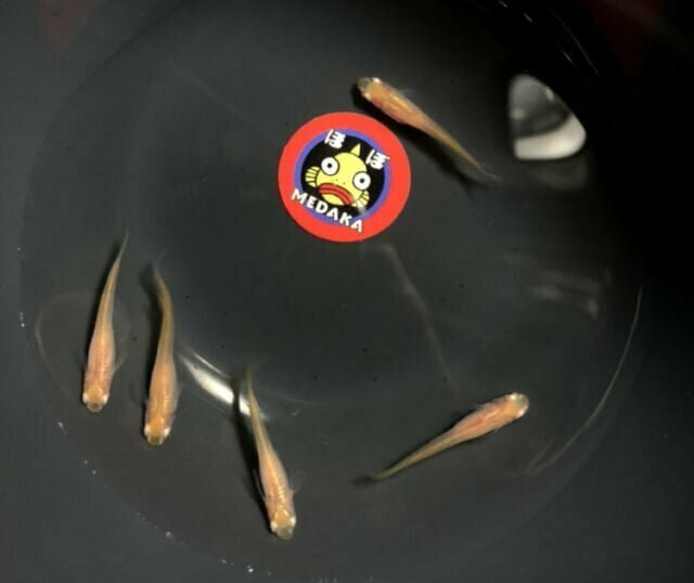 卑弥呼がまさかの…？