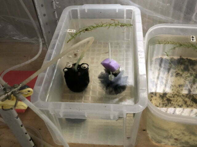 卑弥呼がまさかの…？