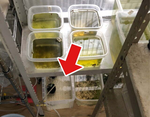 卑弥呼若魚ヒレ伸び始め両ホッペ赤ブドウ目の良個体です(^^) 卑弥呼がまさかの…？
