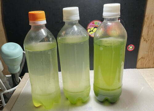 ミドリムシを100本培養して判明したこと